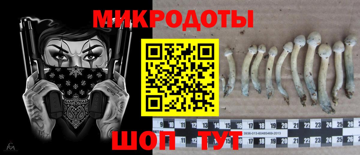 Галлюциногенные грибы Psilocybine cubensis Канск